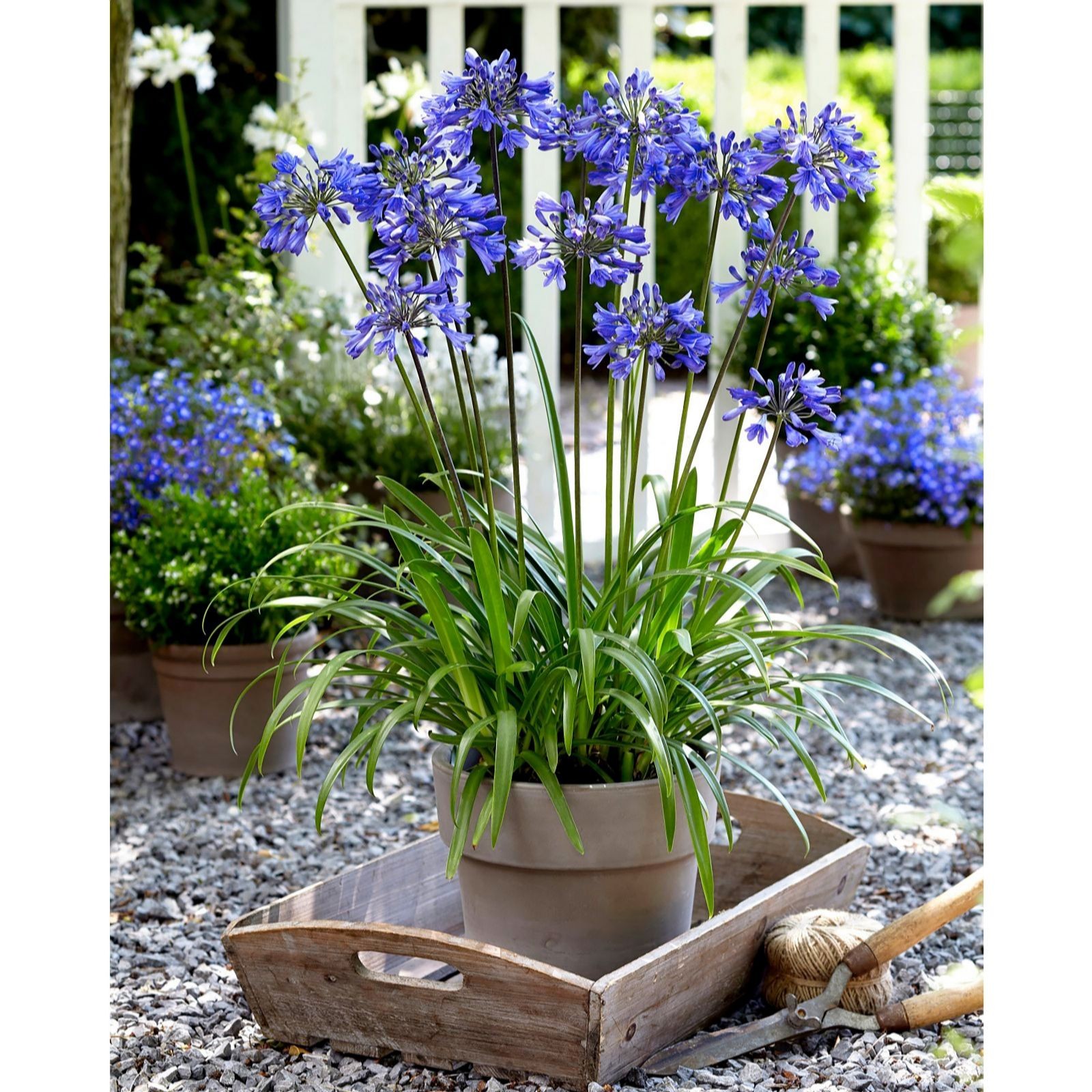 Thompson & Morgan's Agapanthus features vibrant blue flowers atop tall green stems, planted in a light brown pot with a saucer, surrounded by gravel and other potted plants.
