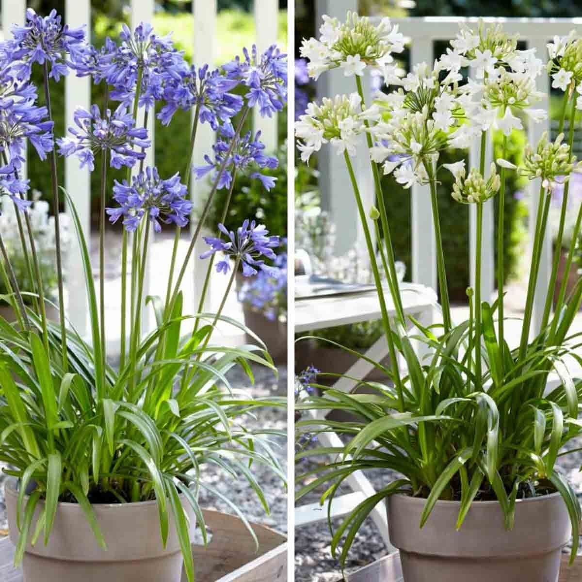 Two 9cm potted Agapanthus plants in soft grey pots, one with vibrant blue flowers and the other with white flowers, both featuring lush green leaves.