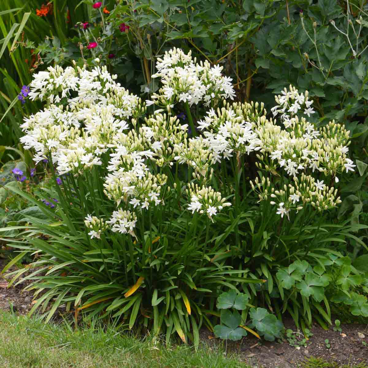 Clusters of white Agapanthus flowers with green foliage in a garden setting, showcasing multiple buds and blooms in a 9cm pot.