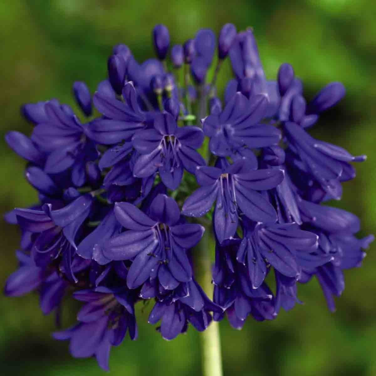 Vibrant purple Agapanthus flowers clustered atop a green stem, showcasing multiple star-shaped blooms with delicate petals, set against a blurred green background.