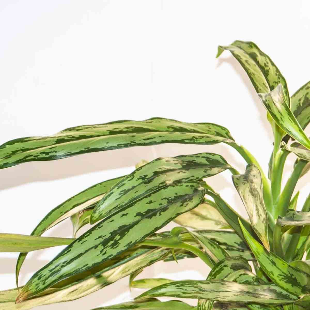 Aglaonema Cutlass in a 12cm pot features long, narrow green leaves with dark green stripes and a glossy finish, showcasing its vibrant foliage against a plain background.