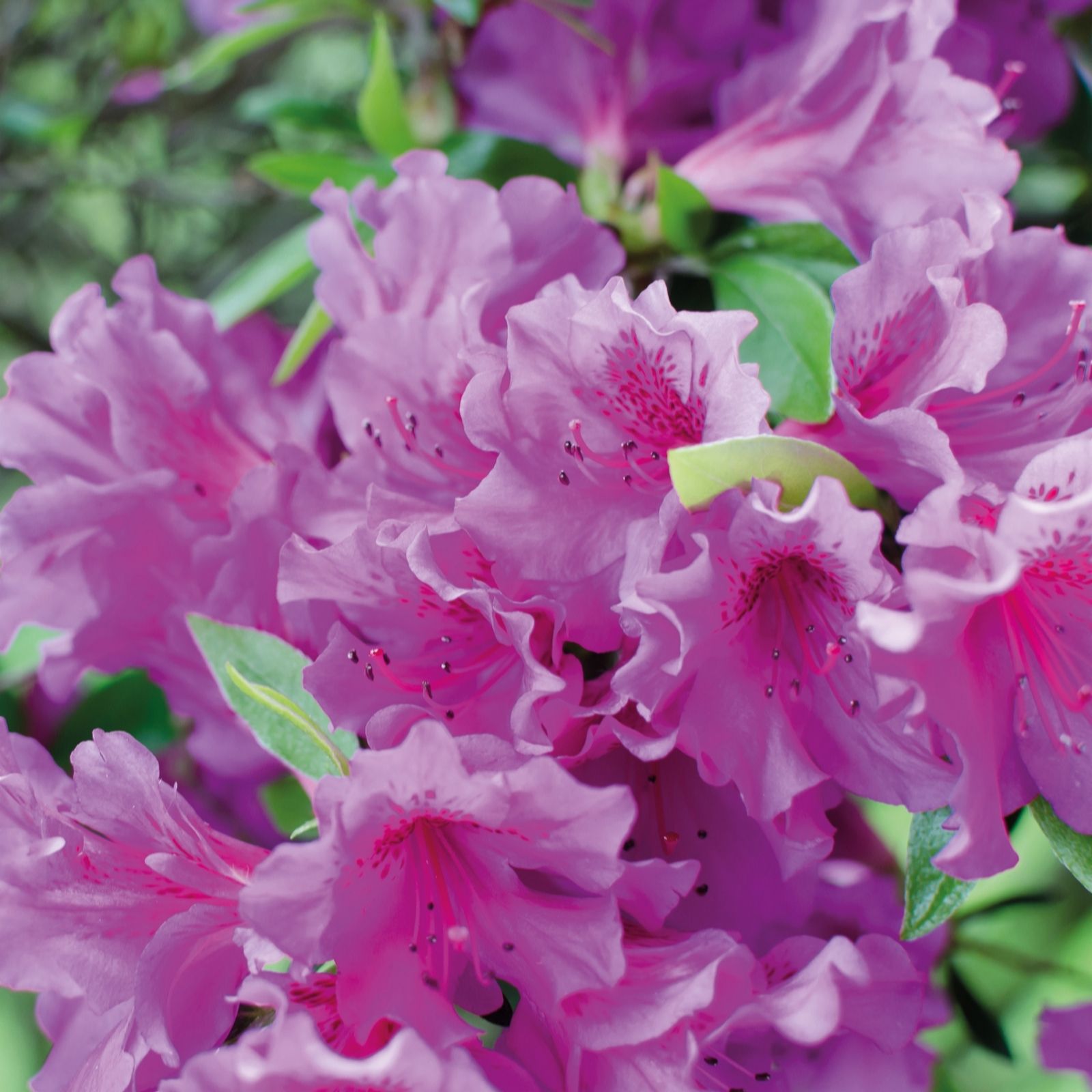 Four vibrant pink azalea flowers with ruffled petals and dark speckles, surrounded by lush green leaves in 9cm pots.
