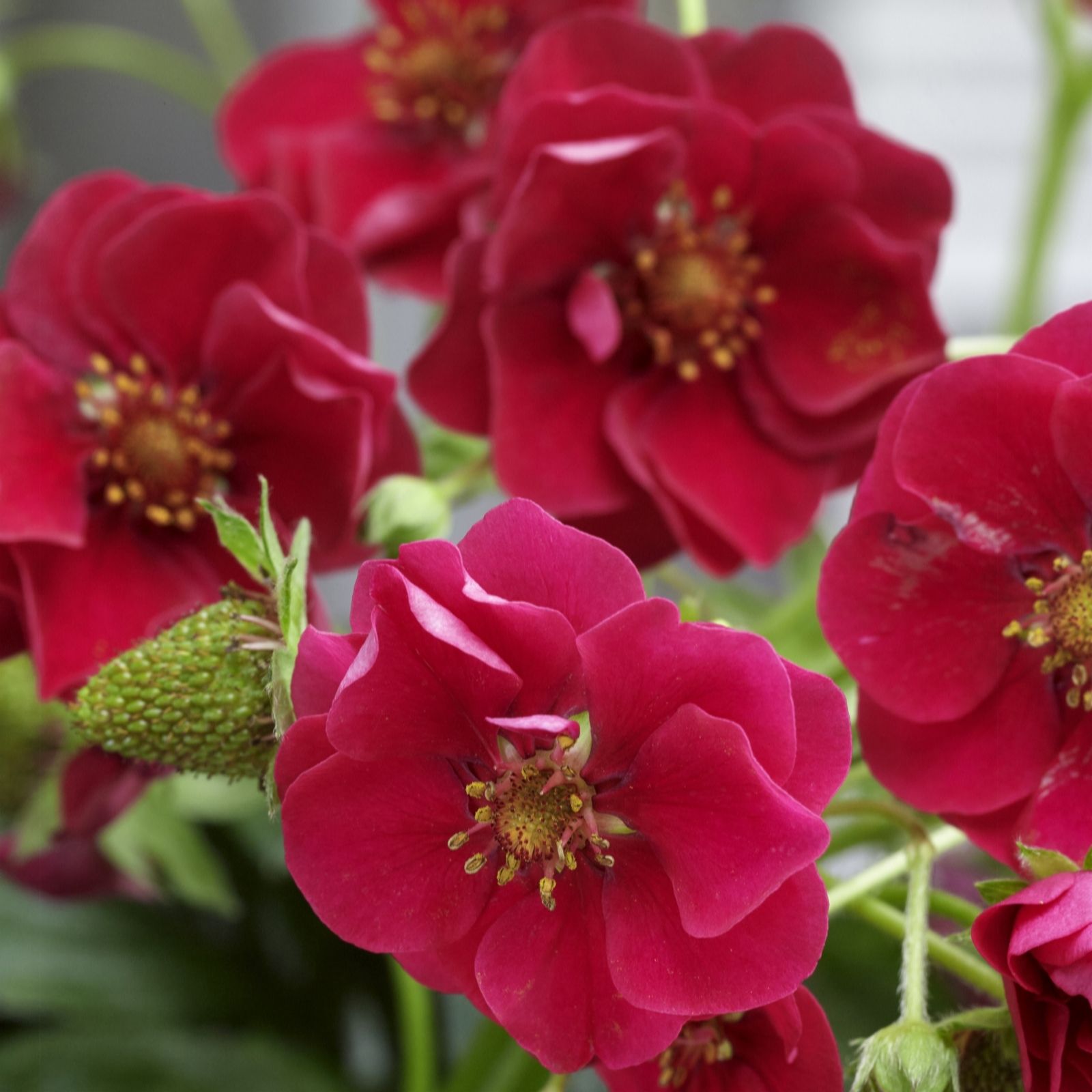 Vibrant red flowers with a velvety texture and yellow centers, surrounded by green foliage and unripe strawberries, showcasing the Thompson & Morgan Strawberry Summer Breeze variety.