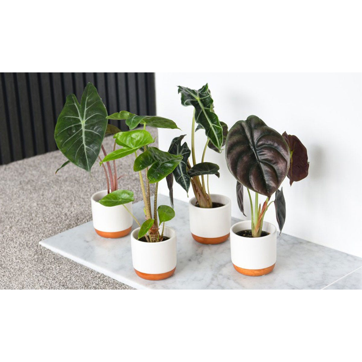 Four Alocasia Cuprea plants in 6cm white ceramic pots with brown bases, showcasing vibrant green and dark purple leaves arranged on a marble surface.