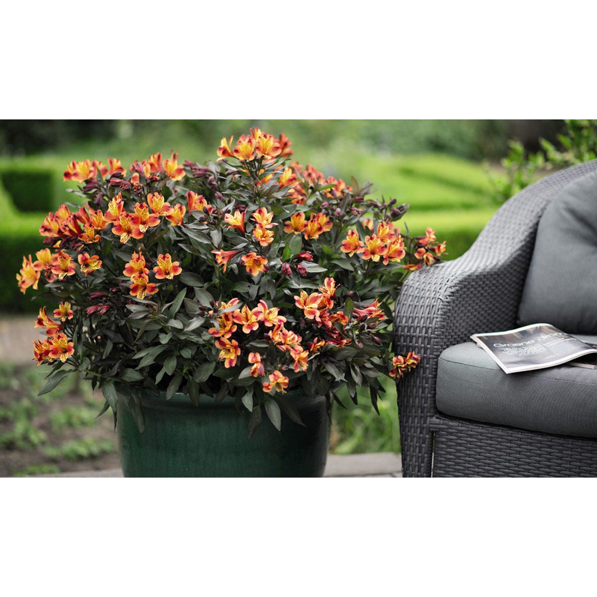 Vibrant Alstroemeria 'Indian Summer' flowers in shades of orange and yellow, thriving in a green pot beside a textured gray wicker chair and a magazine.