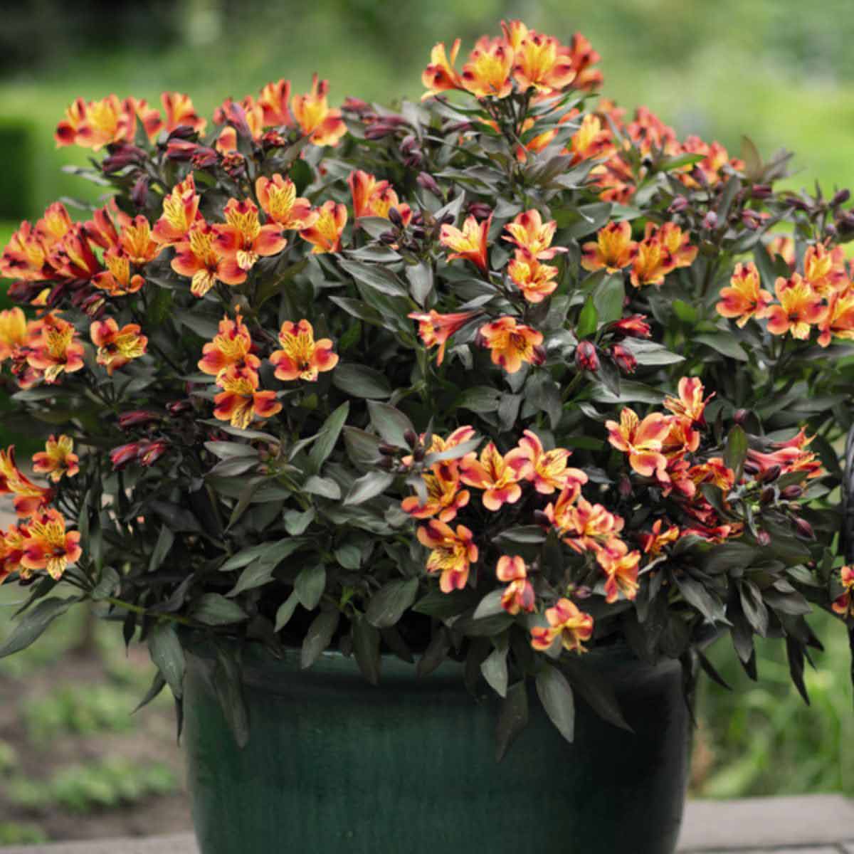 Vibrant cluster of Alstroemeria flowers in shades of orange and yellow, with dark green foliage, displayed in a green pot, showcasing a lush and colorful arrangement.