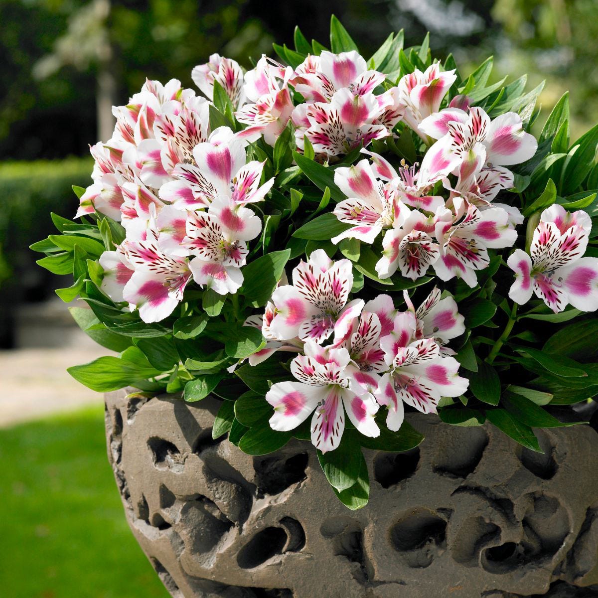 Three vibrant Alstroemeria plants in a textured stone pot, featuring clusters of white and pink flowers with dark speckles, surrounded by lush green leaves.