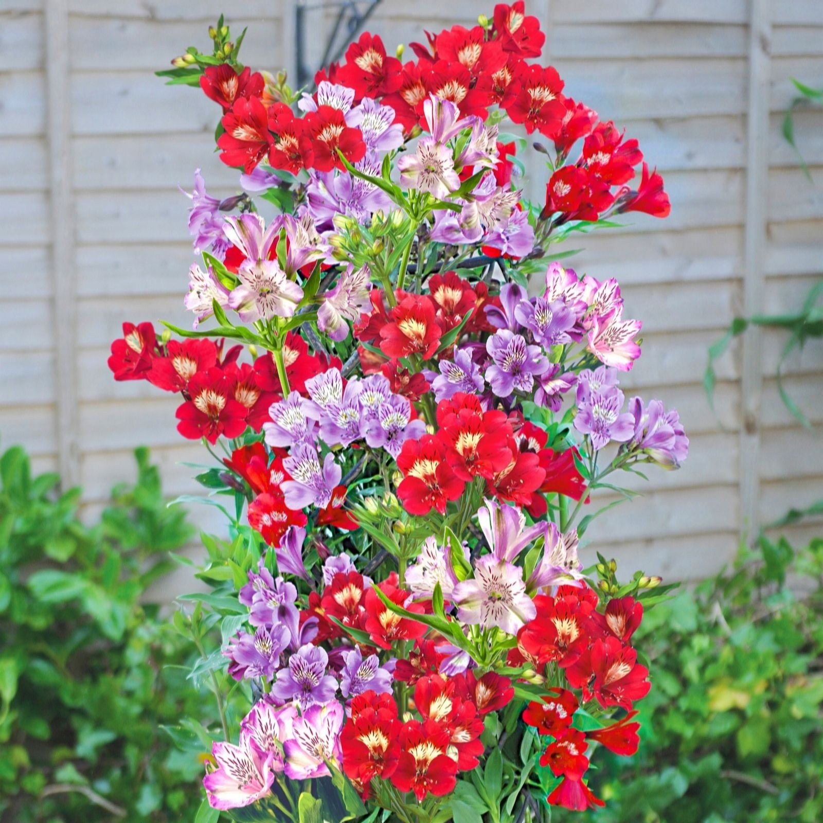 Vibrant mix of red, purple, and white Alstroemeria flowers in full bloom, showcasing lush green foliage, set against a wooden fence background.