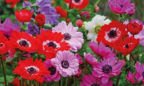 Vibrant mix of Anemone De Caen flowers in red, pink, purple, and white, featuring large petals and dark centers, arranged lushly among green foliage.