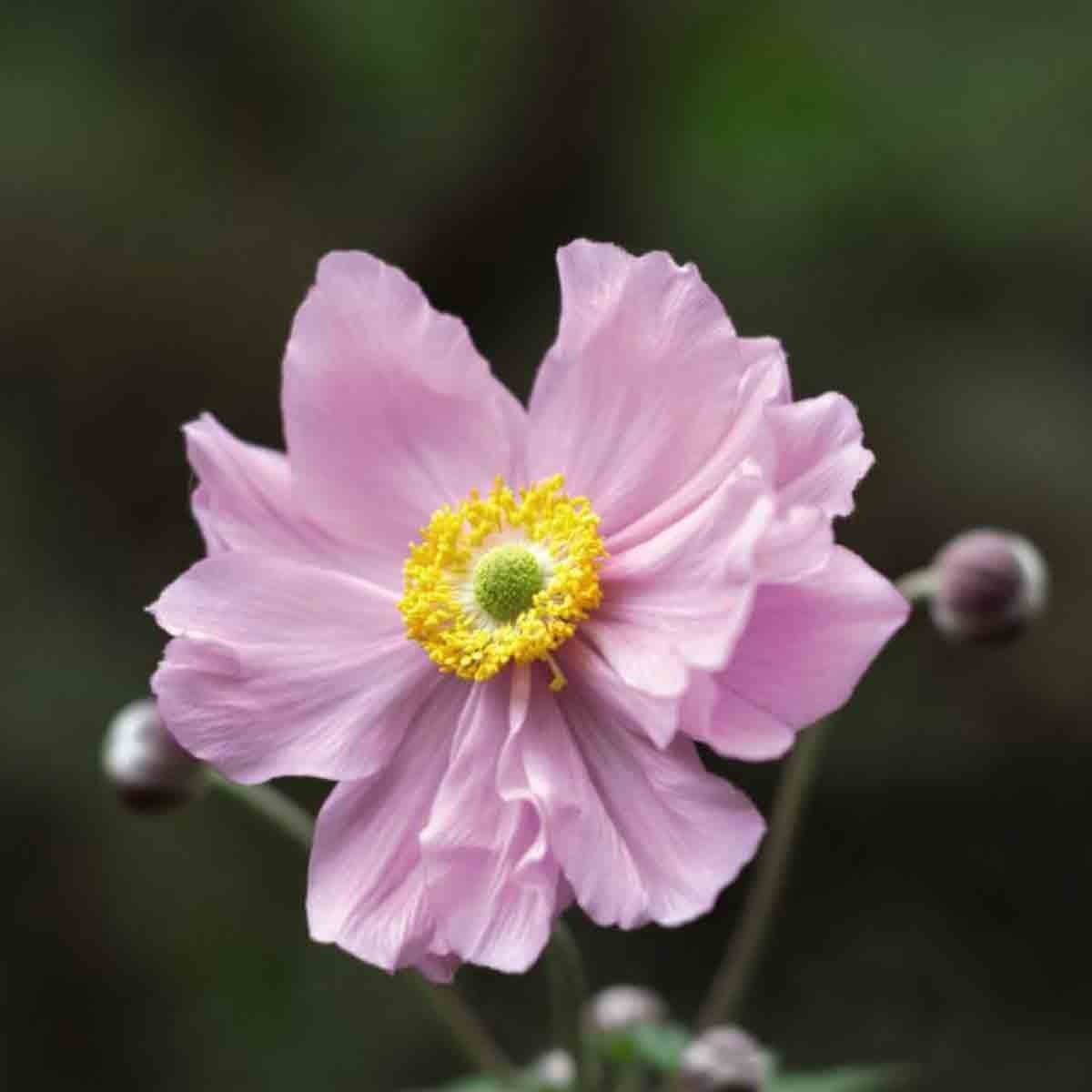Pink Anemone Hybrida 'Konigin Charlotte' flower with delicate petals and a bright yellow center, set against a blurred green background.