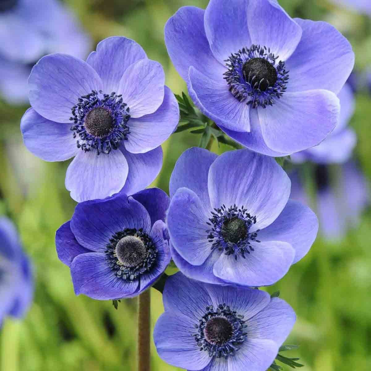 Five vibrant purple Anemone flowers with dark centers, showcasing delicate petals and lush green foliage, representing the Thompson & Morgan Mr Fokker variety.