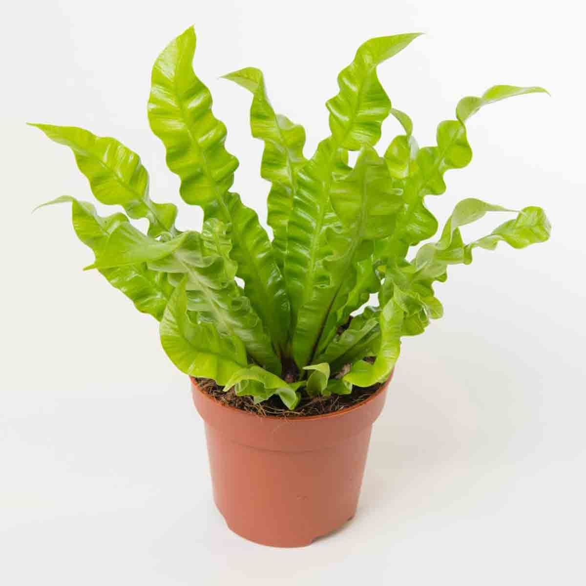 Asplenium Nidus Crispy Wave plant in a terracotta pot, featuring vibrant green, wavy leaves that create a lush, textured appearance.