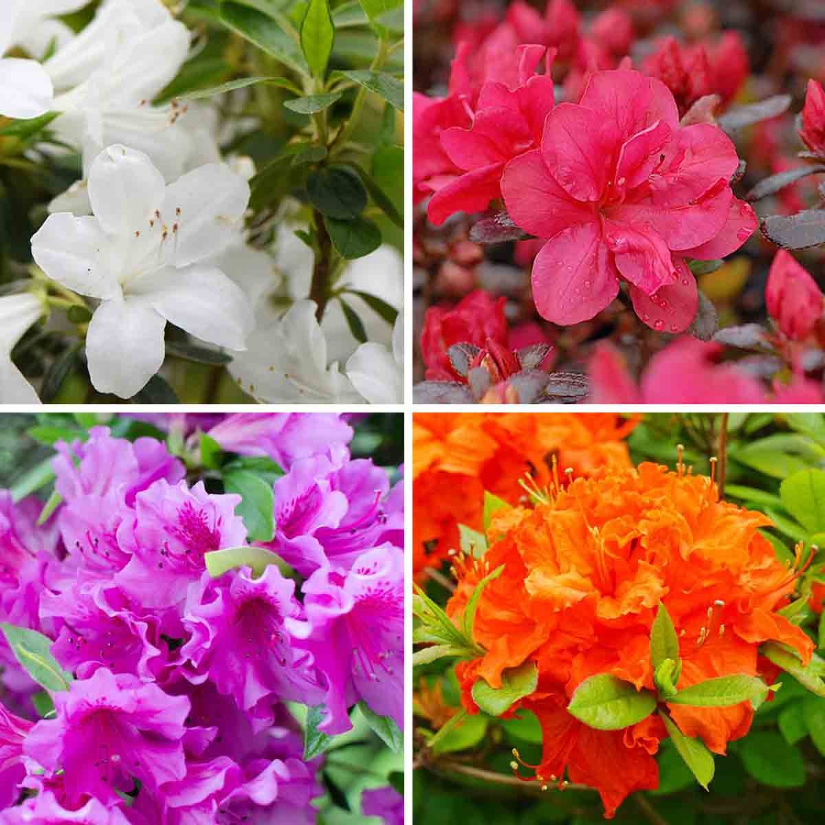 Dwarf azalea collection featuring vibrant flowers in white, pink, purple, and orange, displayed in 9cm pots, showcasing lush green foliage.