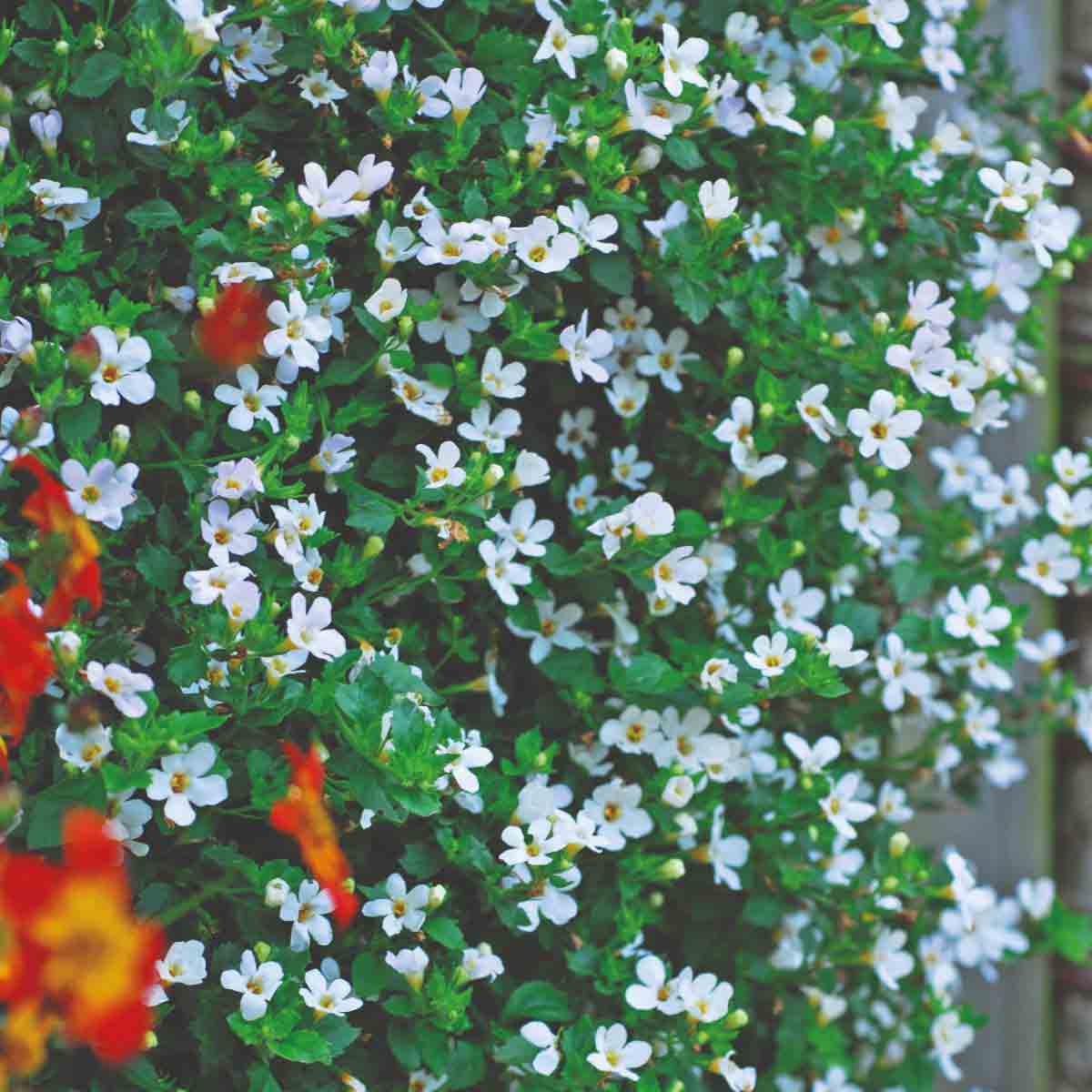 Bacopa Snowtopia features lush green foliage adorned with numerous small white flowers, each with a yellow center, ideal for vibrant garden displays.