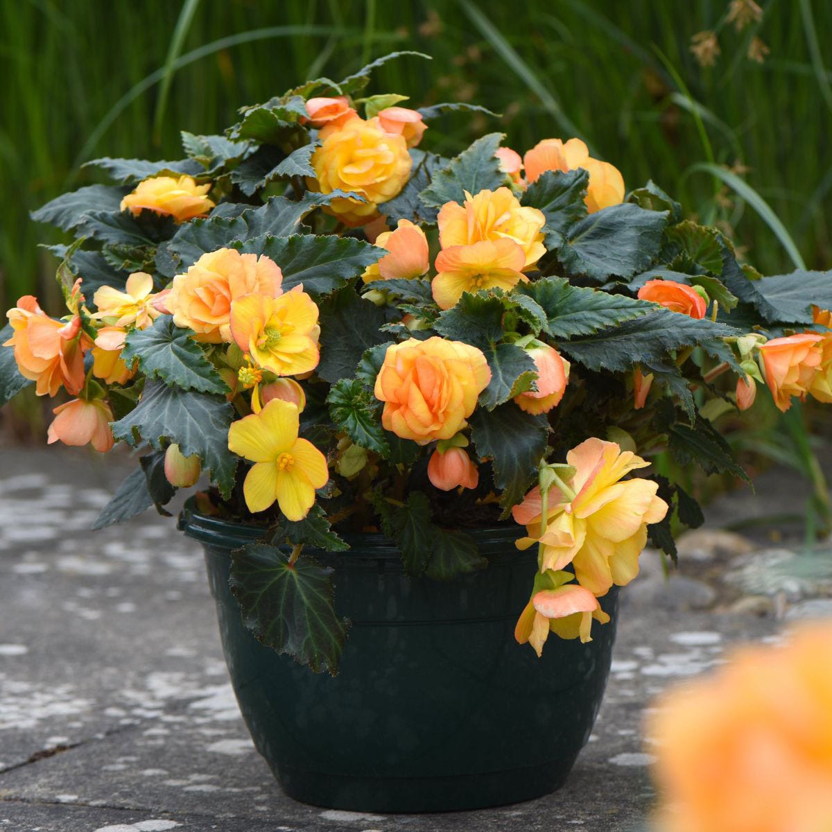 Two preplanted baskets of Thompson & Morgan Begonia Apricot Shades, featuring lush green leaves and vibrant orange-yellow flowers, set against a natural background.