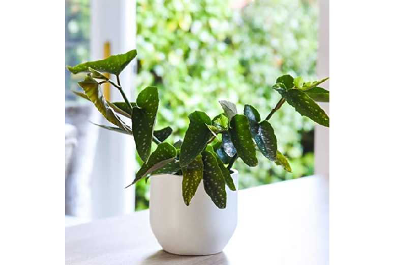 Green Begonia Maculata plant with spotted leaves in a white ceramic pot, set against a blurred outdoor greenery background.