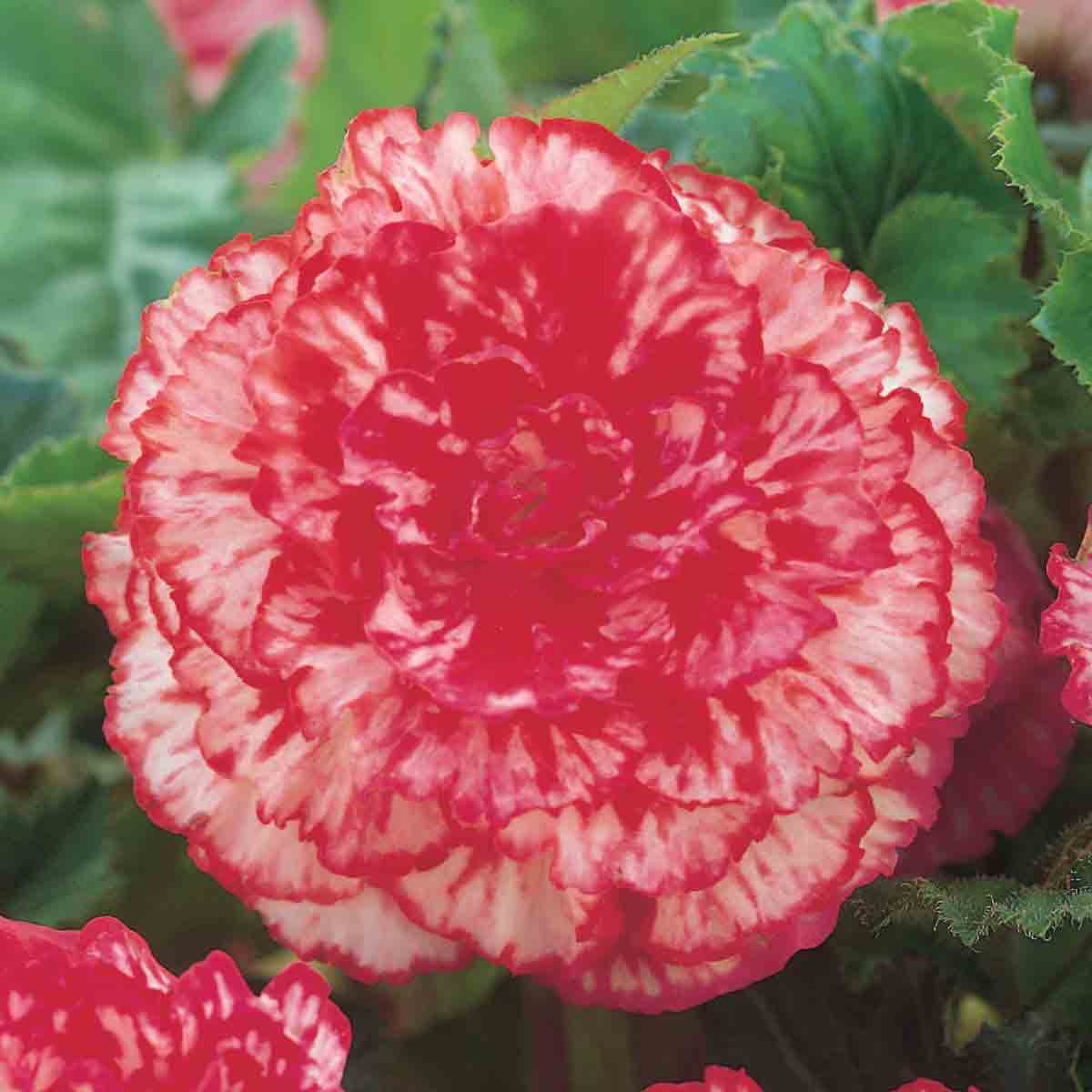 Vibrant pink Begonia 'Nonstop Rose Petticoat' flower with ruffled petals and white edges, surrounded by lush green foliage, showcasing its rich color and texture.