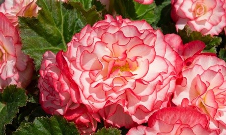 Vibrant pink and white ruffled begonias with lush green foliage, showcasing the Nonstop® Rose Petticoat variety, ideal for summer flowering gardens.