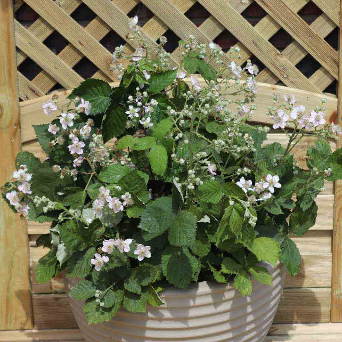 Three 9cm pots of Thompson & Morgan Blackberry Coolaris, featuring lush green leaves and delicate white-pink flowers, set against a wooden lattice background.