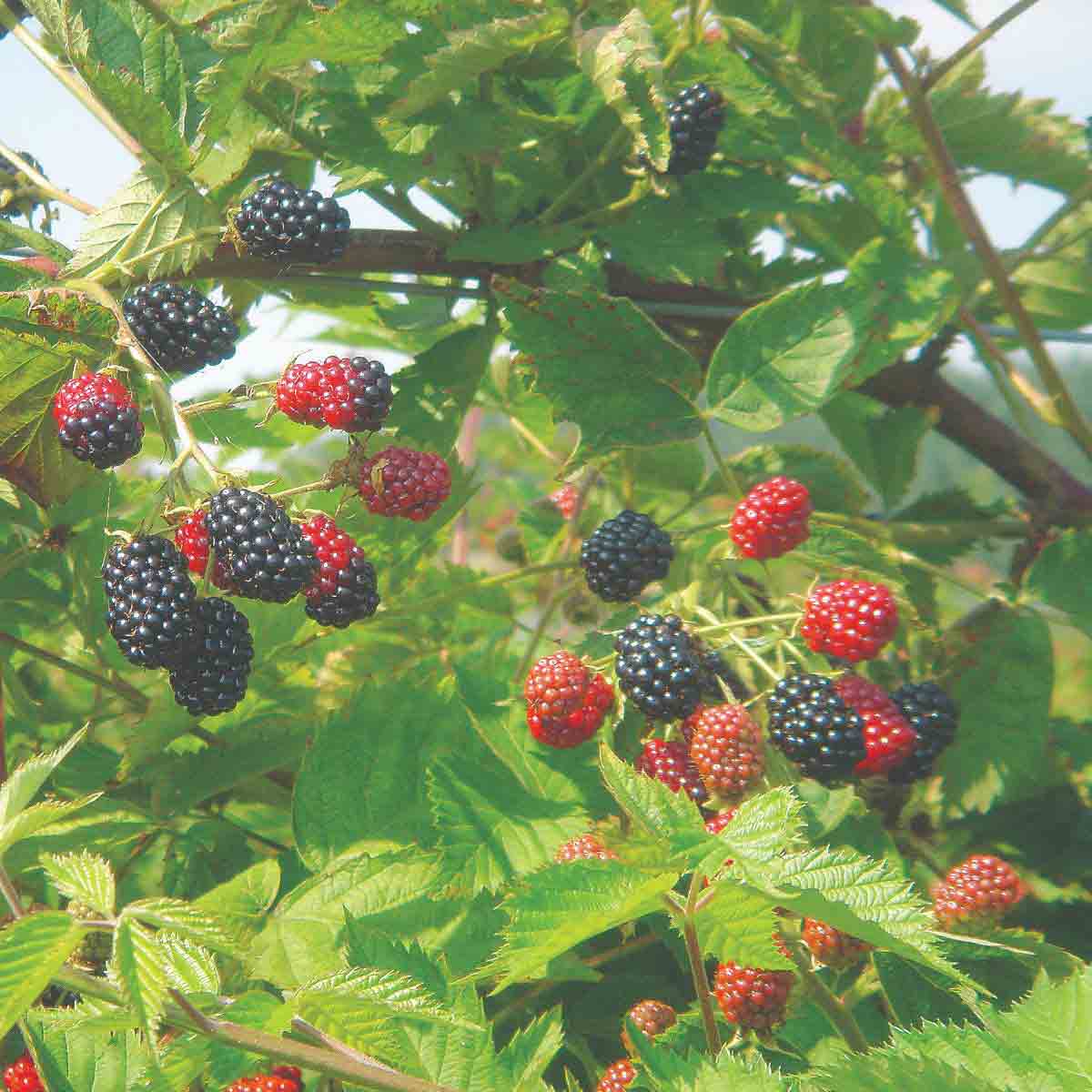 Blackberry plant with clusters of ripe black and red berries surrounded by vibrant green leaves in a 9cm pot.