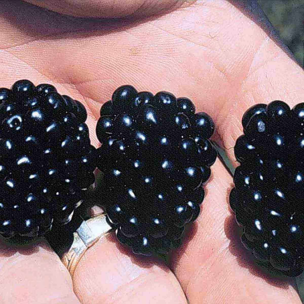Blackberries in a hand, showcasing their shiny, deep black color and plump, bumpy texture, with a silver ring visible on the finger.