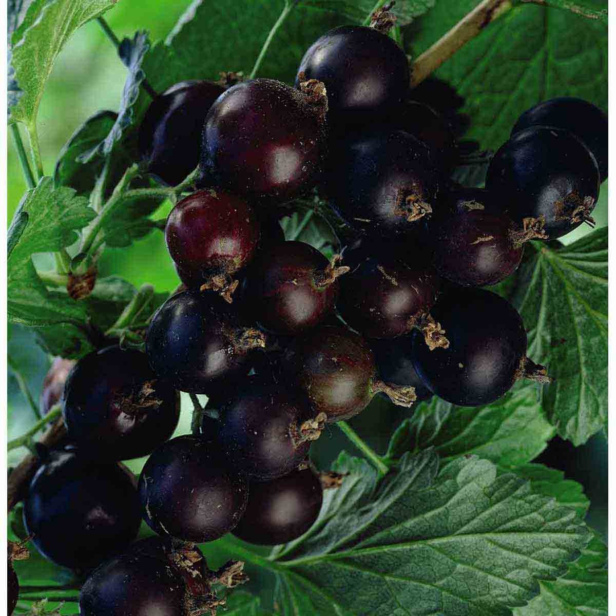 Blackcurrant berries in various shades of deep purple to black, clustered on green leaves, showcasing their glossy surface and ripe appearance.