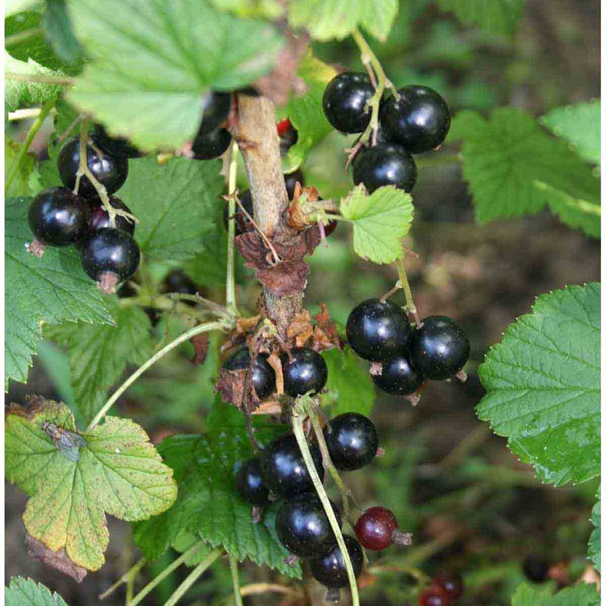 Blackcurrant plant with clusters of shiny black berries and green leaves, presented in a 9cm pot, showcasing ripe fruit ready for harvest.