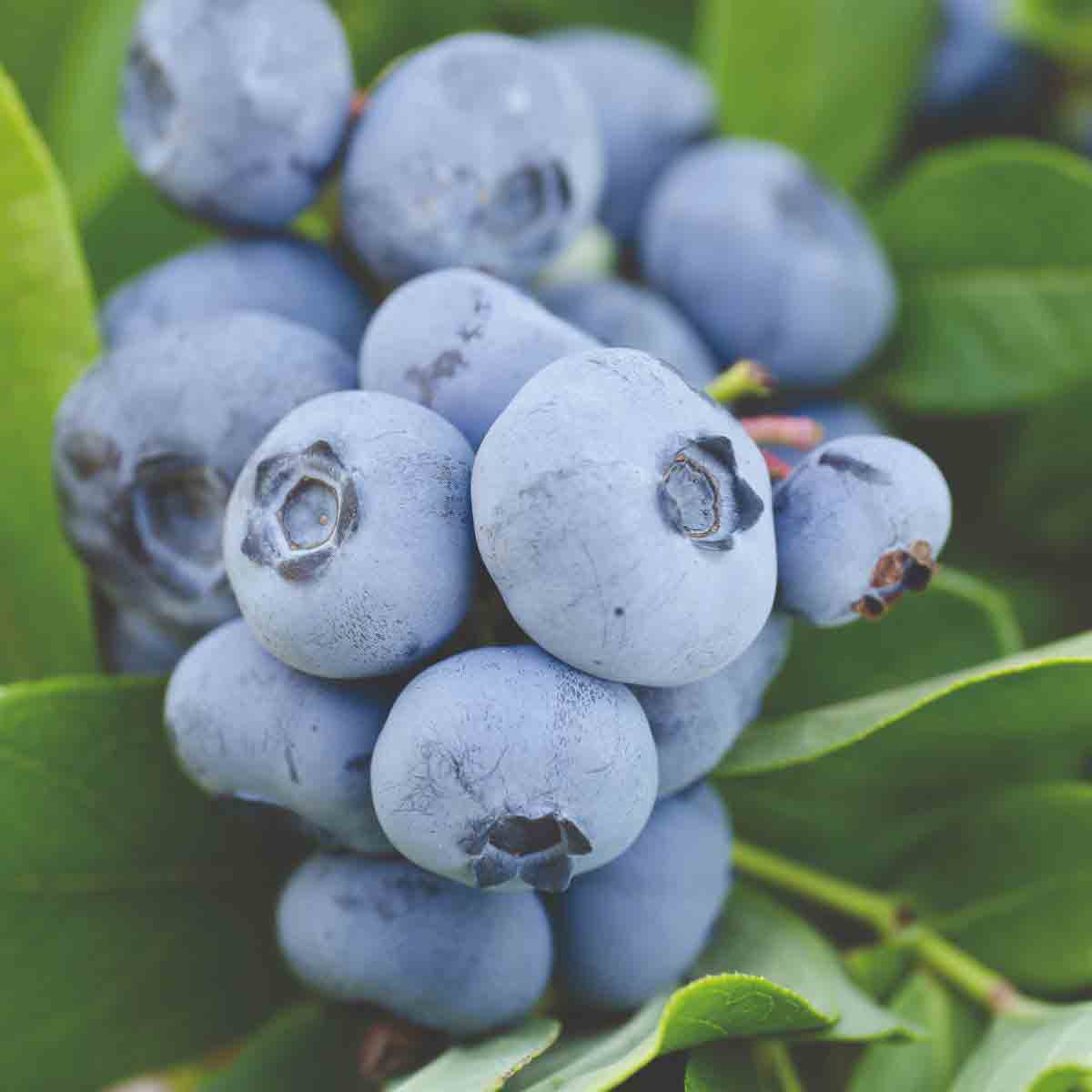 Thompson & Morgan 1.5-litre pot containing fresh, plump blue blueberries with a light blue hue, nestled among vibrant green leaves.