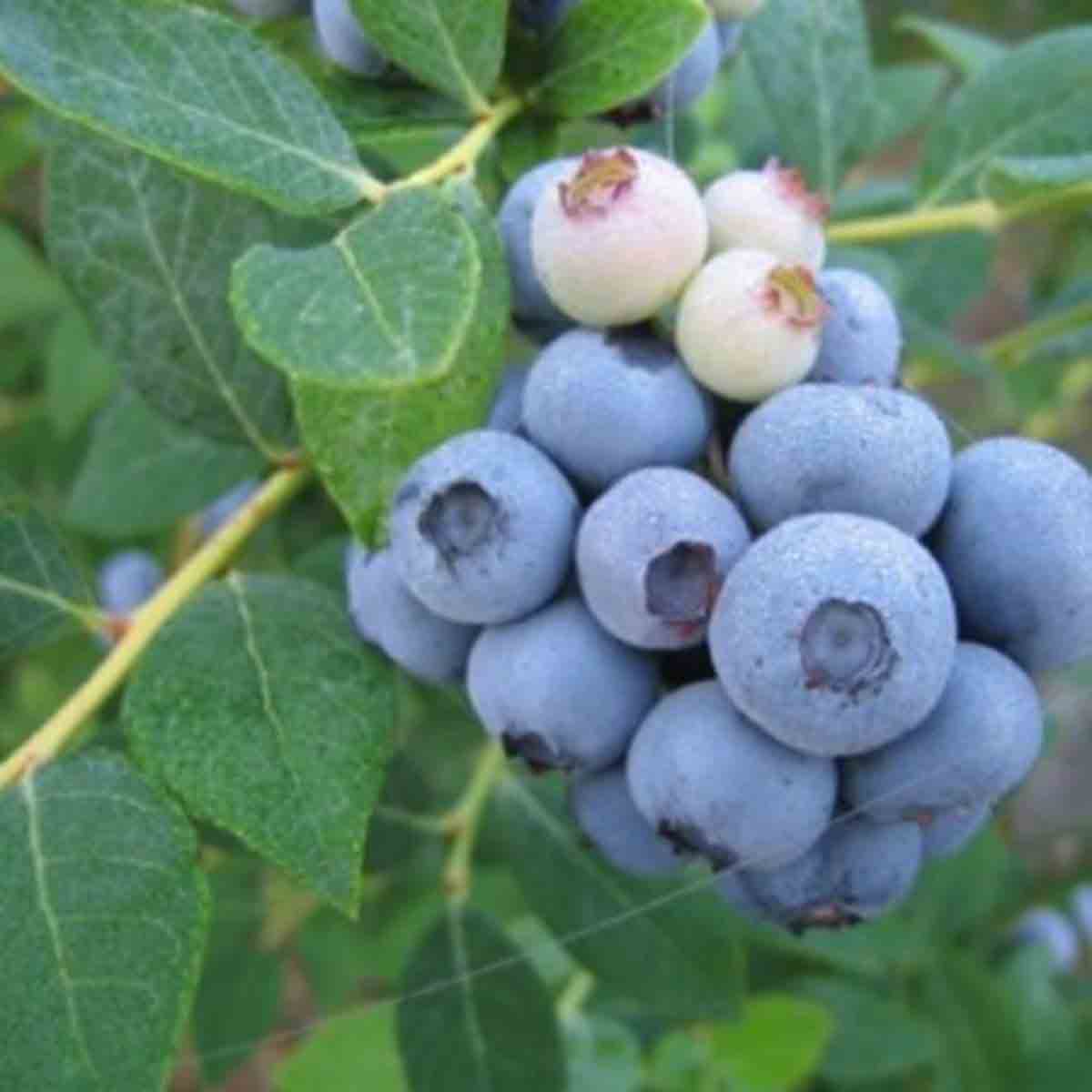 Thompson & Morgan 3-litre pot of Earliblue blueberries featuring clusters of plump, blue berries with a slight waxy sheen and vibrant green leaves.