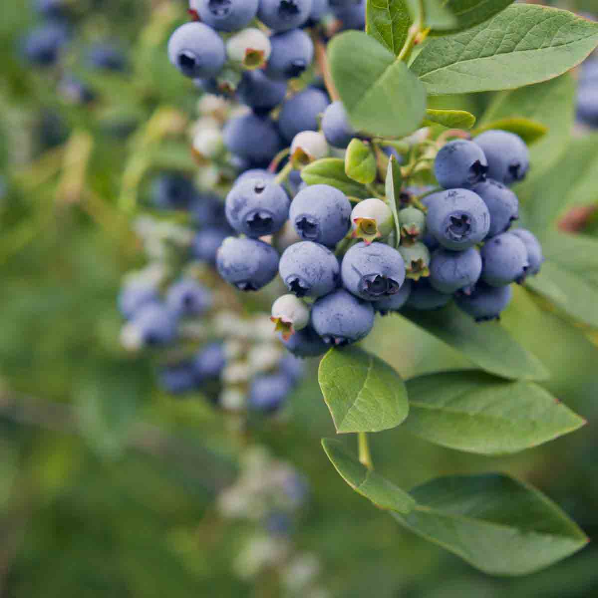 Blueberry plant with clusters of ripe blue berries and green leaves, in a 3-litre pot, approximately 30-40 cm tall, by Thompson & Morgan.
