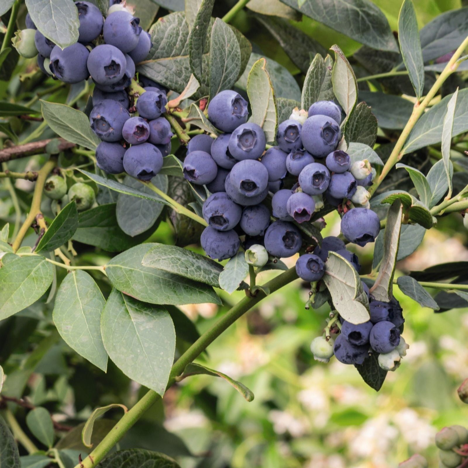 A cluster of ripe blueberries in various shades of blue, nestled among green leaves on a bush, showcasing the fruit's plumpness and vibrant color.