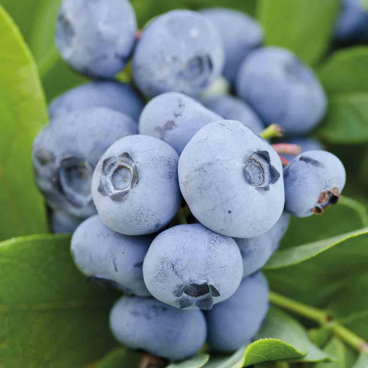 Blue blueberries clustered together on green leaves, showcasing a vibrant blue color with a slightly waxy texture, indicating ripeness and freshness.