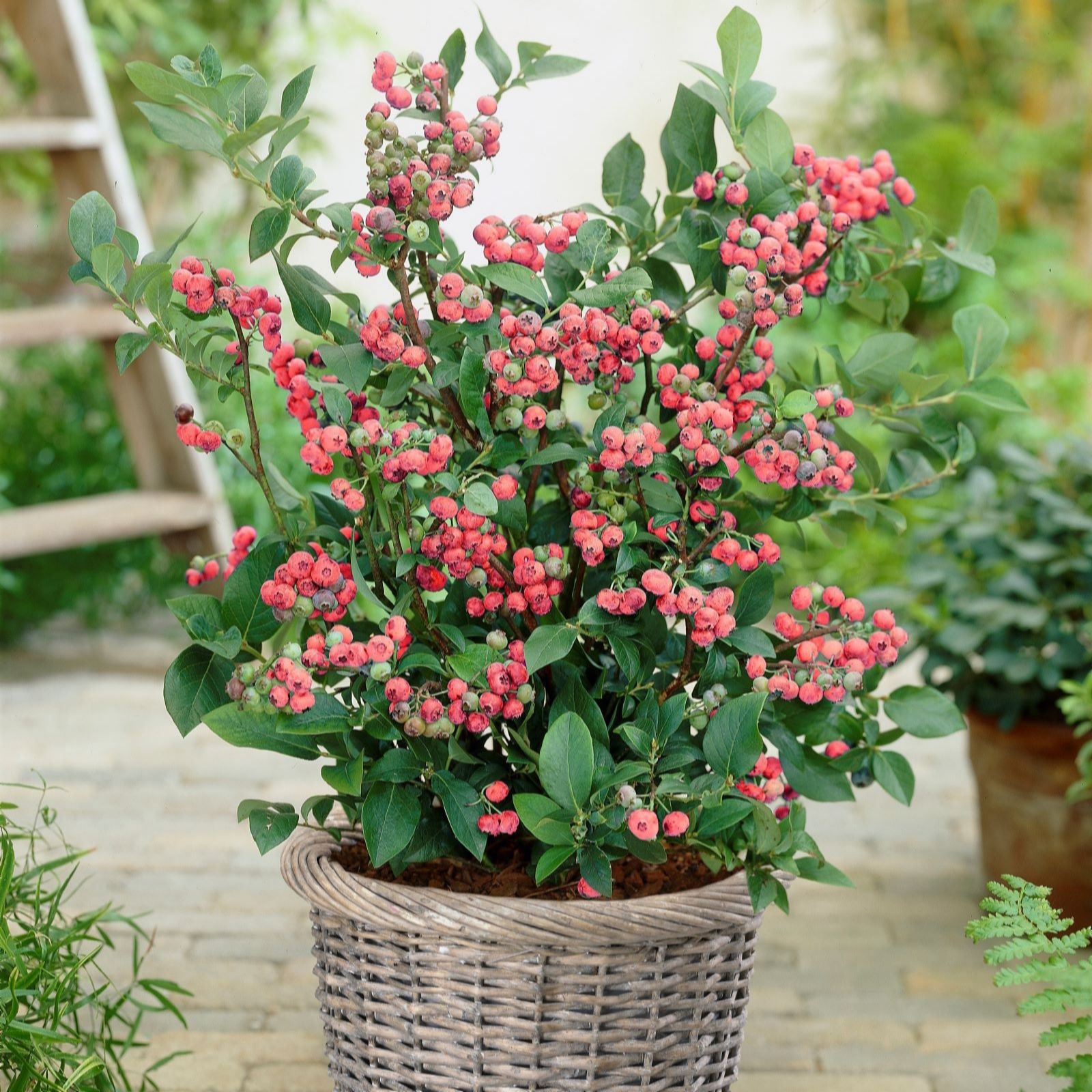 Two vibrant blueberry plants in a woven wicker pot, featuring clusters of pink flowers and lush green leaves, set against a soft, natural background.