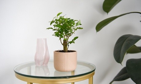 Bonsai mix in a round pink ceramic pot with a textured design, featuring lush green leaves, displayed on a glass-top table beside a pale pink vase.