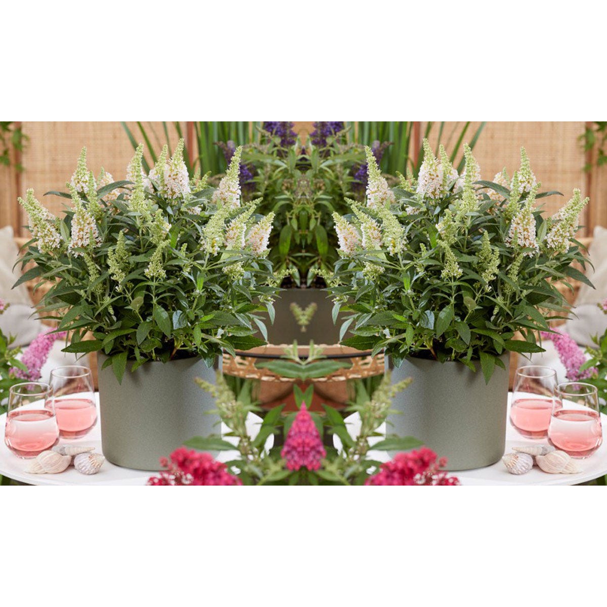 Thompson & Morgan's 4-pack Buddleja Butterfly Candy collection features vibrant flowering plants in 9cm pots, with lush green foliage and clusters of colorful blooms, set on a decorative table.