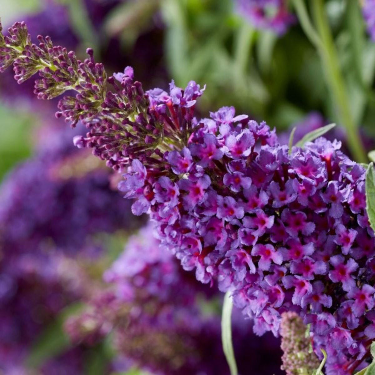 Buddleja Butterfly Candy in a 9cm pot, featuring vibrant purple flowers with clusters of small blooms and green foliage, ideal for attracting butterflies.