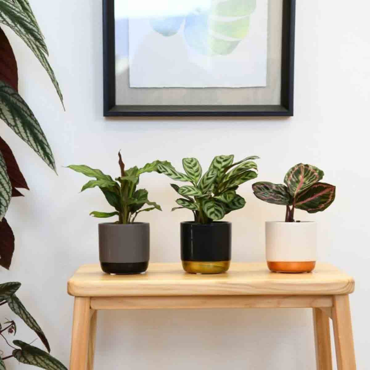Three potted Calathea plants in stylish potsโgrey, yellow, and whiteโdisplayed on a wooden stool against a wall with a framed leaf illustration.