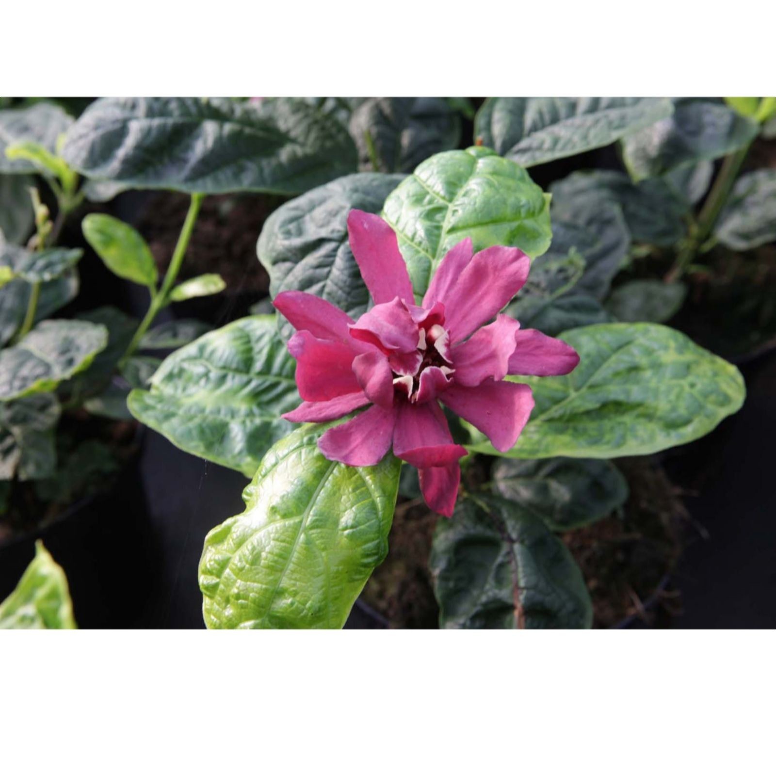 Calycanthus Hartlage Wine plant in a 15cm pot, featuring deep purple flowers and glossy green leaves with prominent veins, set against a blurred background of foliage.