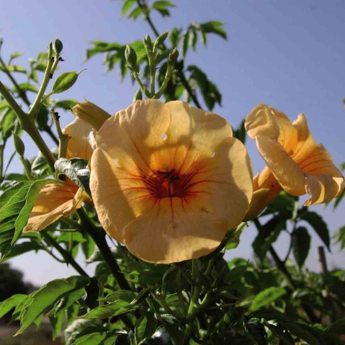 Campsis Summer Jazz Sunrise Gold potted plant with vibrant orange and yellow trumpet-shaped flowers, lush green foliage, in a 15cm pot, ideal for brightening gardens or patios.
