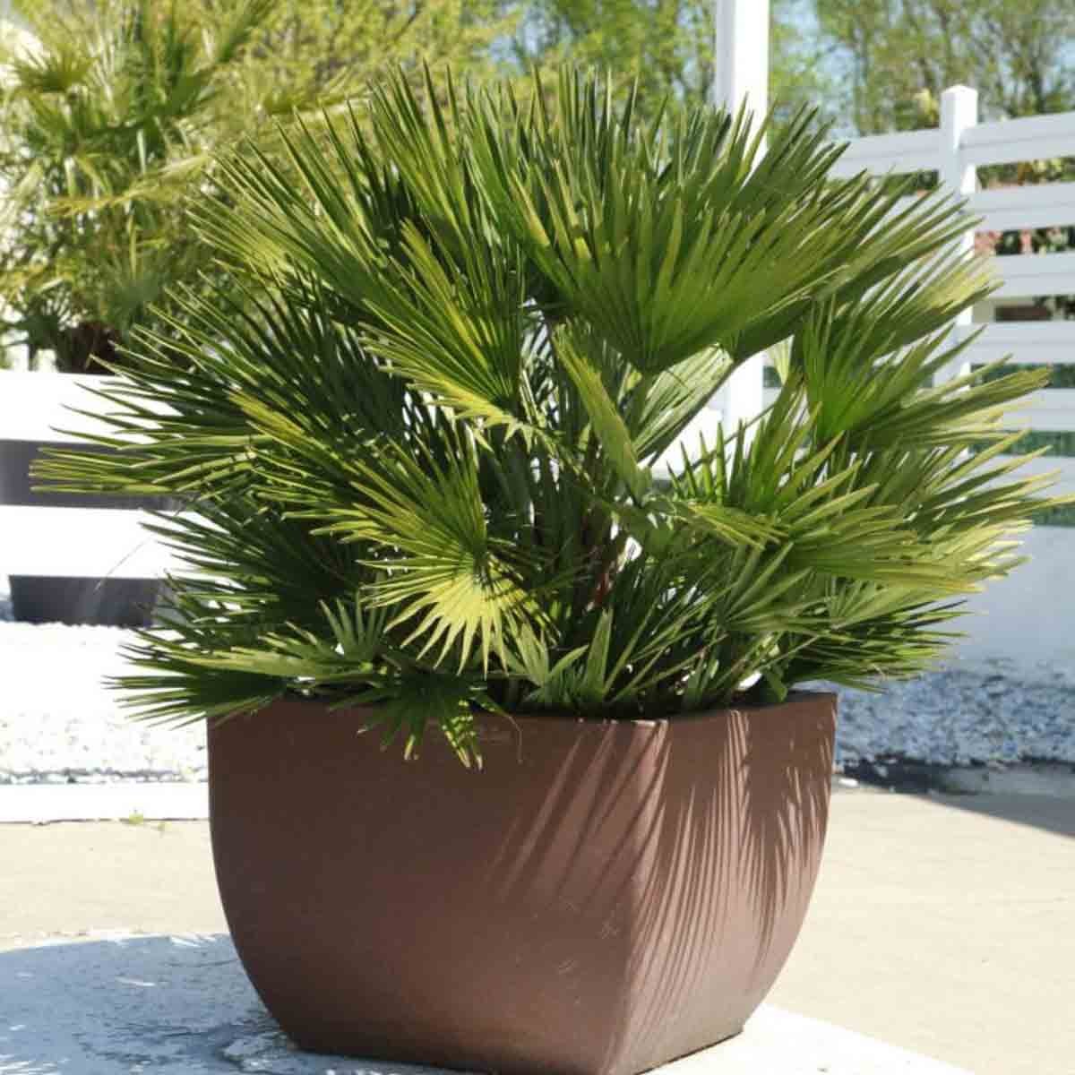 Green Chamaerops Humilis Vulcano plant in a square brown pot, featuring fan-shaped leaves and a lush, tropical appearance, set against a bright outdoor background.