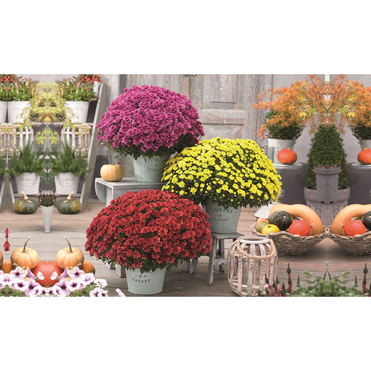 Three vibrant chrysanthemum plants in pots: deep red, bright yellow, and rich purple, displayed among pumpkins and decorative baskets in a rustic garden setting.