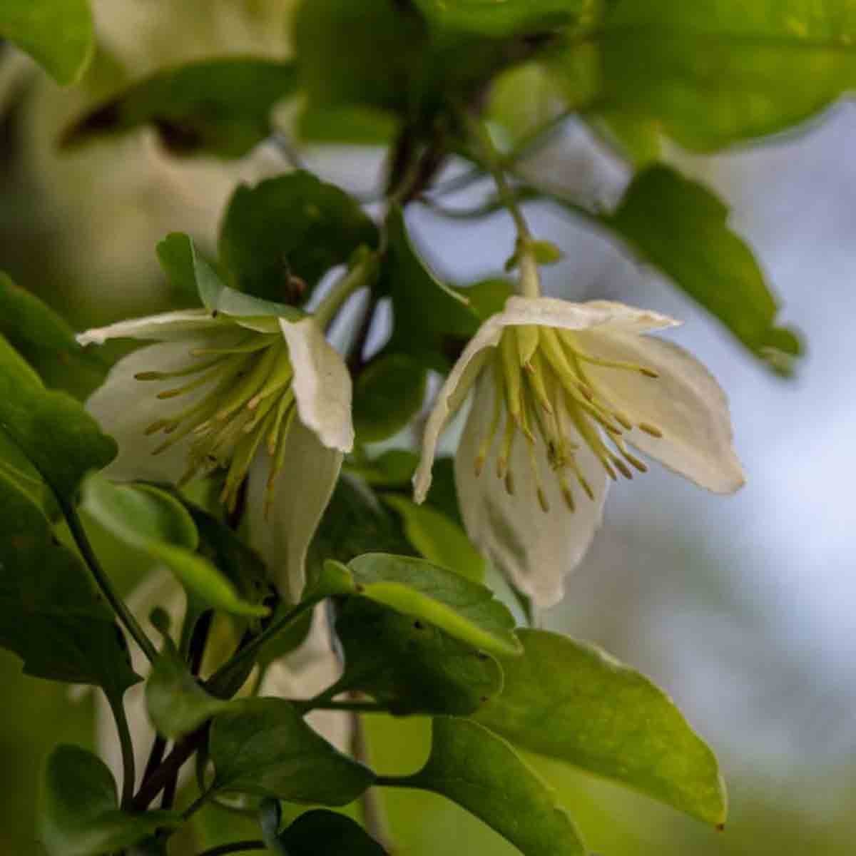 Potted Clematis Cirrhosa 'Jingle Bells' plant featuring delicate white flowers with green foliage, showcasing vibrant blooms and lush leaves in a 3-litre container.