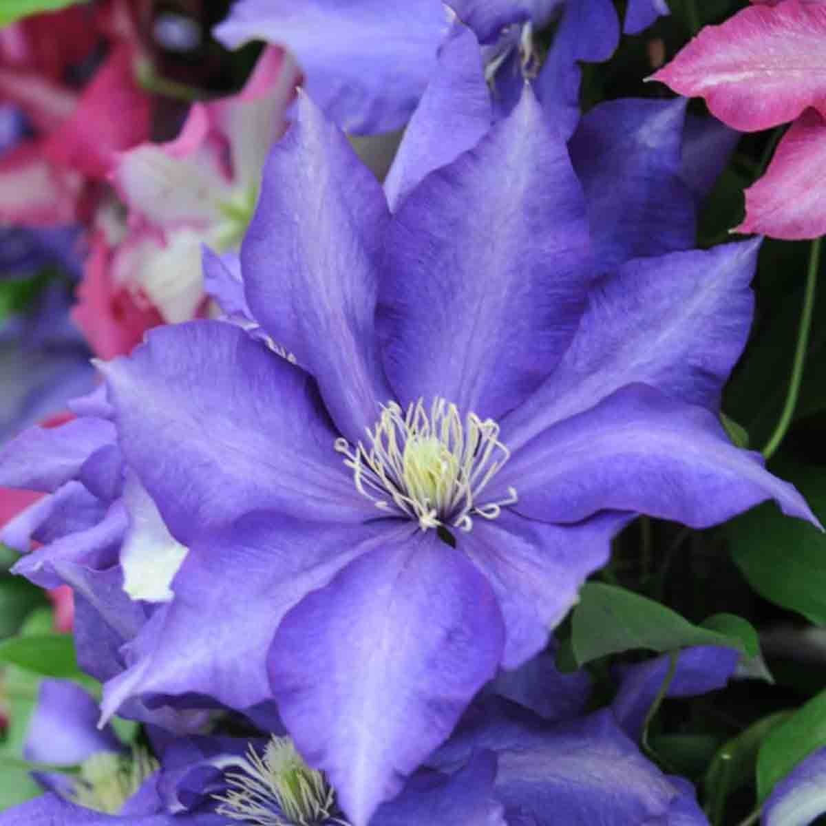 Vibrant purple clematis flower with large petals and delicate white stamens, surrounded by lush green foliage, in a 3-litre potted plant.
