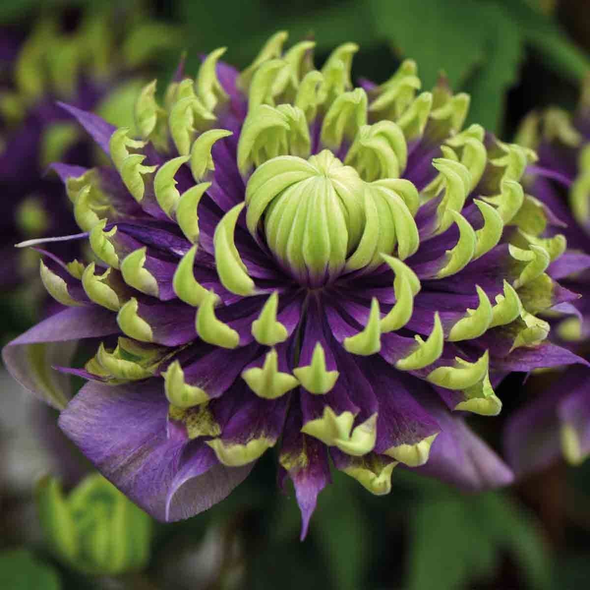 Vibrant purple clematis flower with green-tipped petals, showcasing intricate spiral shapes, set against lush green foliage in a 11cm potted plant.