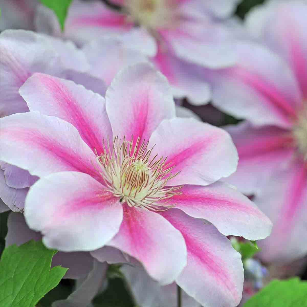 Potted Clematis Nelly Moser plant featuring large, pale pink flowers with darker pink stripes and a central cluster of creamy stamens, surrounded by green foliage.