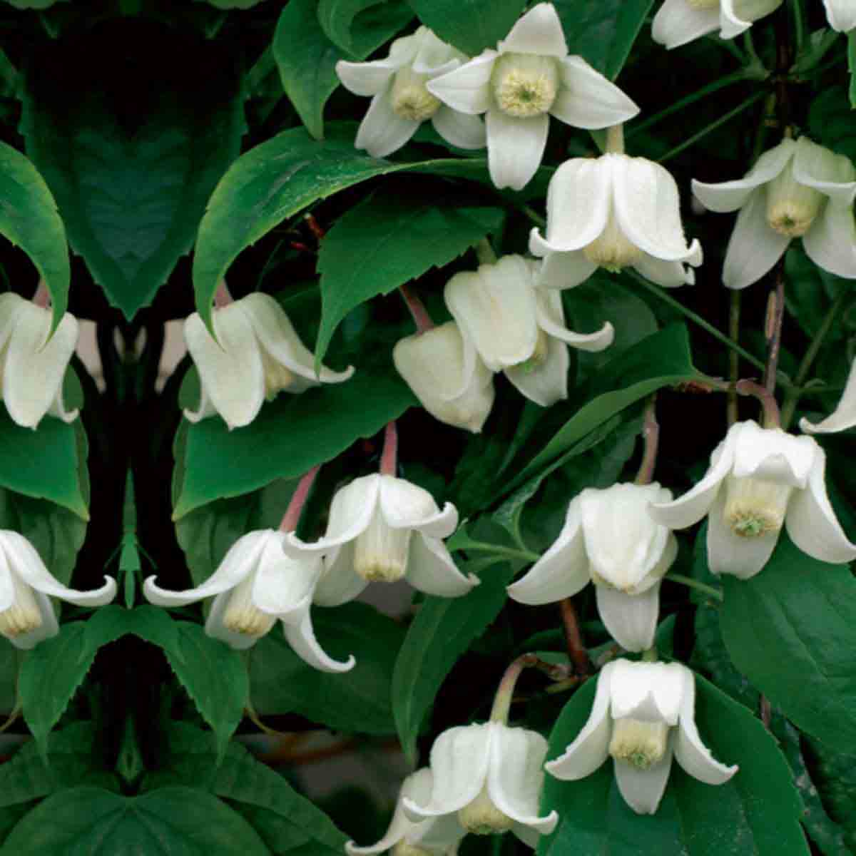 Clematis Winter Beauty in a 7cm pot, featuring delicate white flowers and lush green leaves, accompanied by a tower pot kit for vertical gardening.