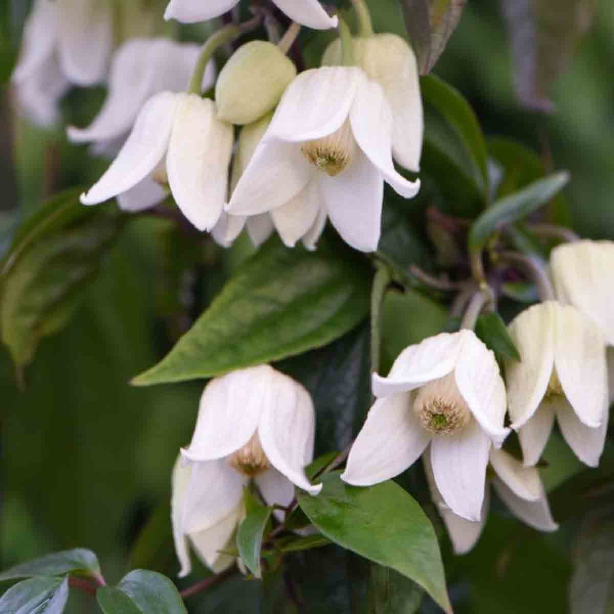 Three potted Thompson & Morgan Clematis Winter Beauty plants featuring delicate white flowers with green leaves, showcasing a lush, vibrant appearance.
