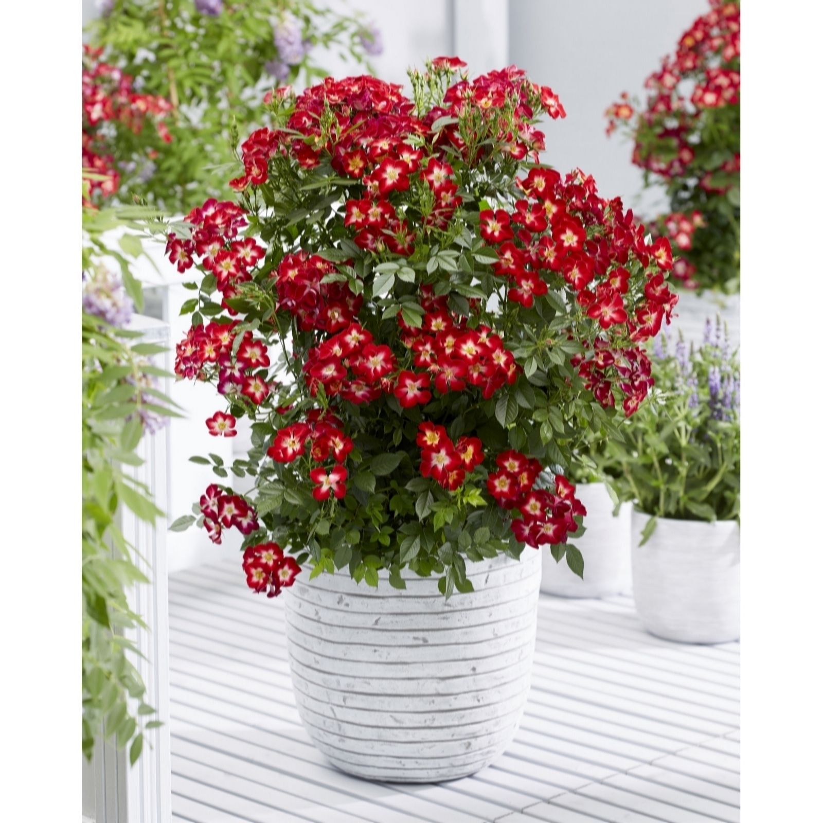 Vibrant red Rosa Everglow Ruby flowers with yellow centers in a textured white 3-litre pot, surrounded by greenery on a wooden deck.