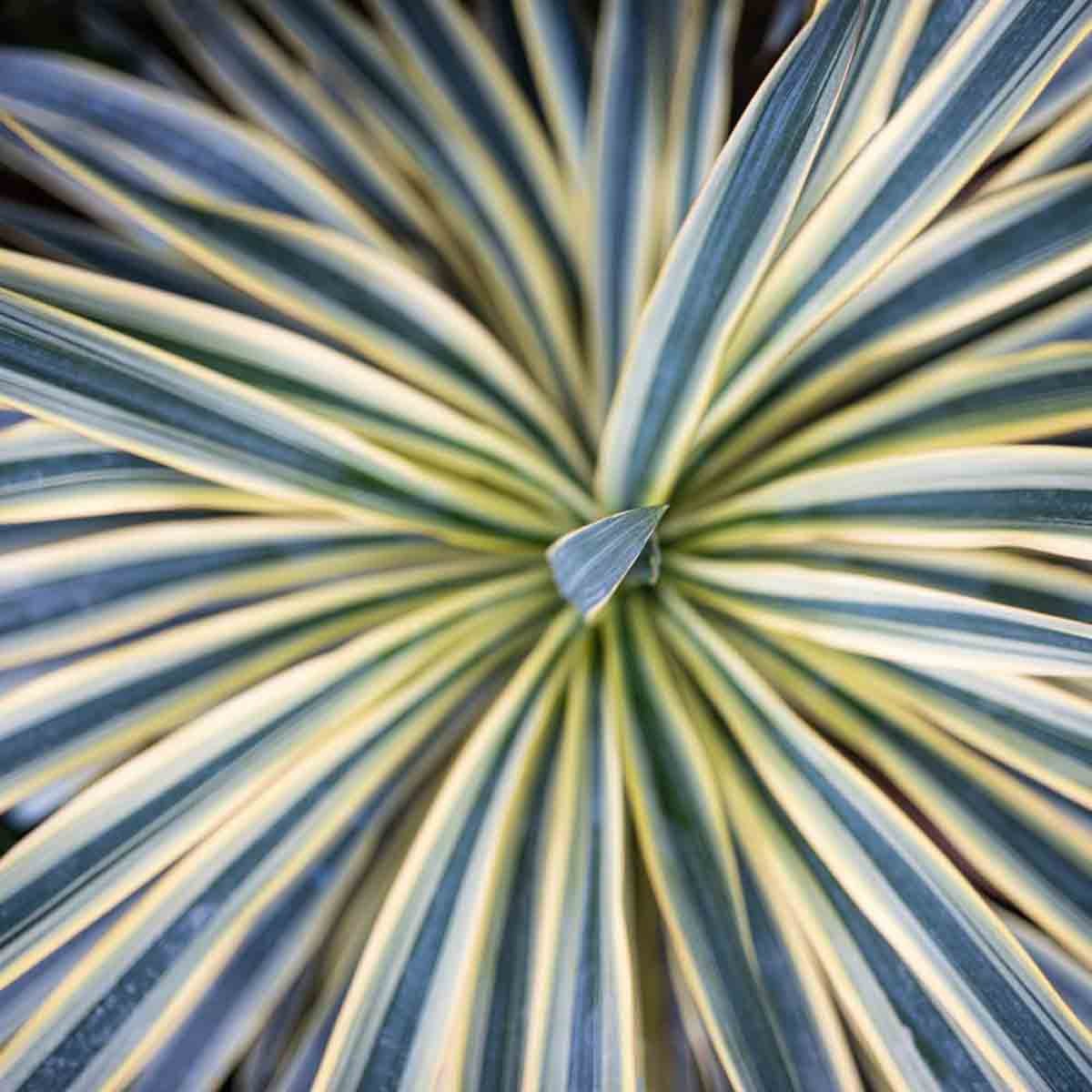 Three Cordyline Torbay Dazzler plants in 9cm pots, featuring long, narrow leaves with a striking variegated pattern of green and yellow stripes.