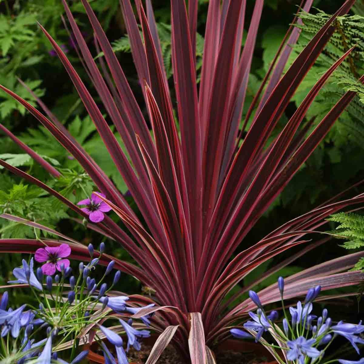 Three Cordyline Torbay Red plants in 9cm pots, featuring long, narrow, vibrant red leaves with green edges, surrounded by purple and blue flowers in a lush green setting.